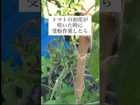 家のエキゾチックな植物 – バナナの木について知っておくべきことすべて  庭園