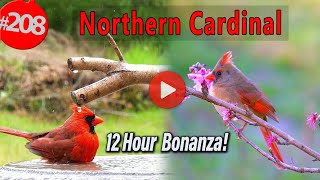 😻 A 12 Hour TV for Cats Cardinals Bonanza! 🐦 Uninterrupted CatTV @LensMyth