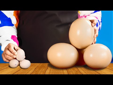 Ostrich Eggs vs. Chicken Eggs - Which Tastes Best? by VANZAI