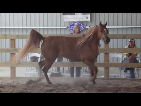 Al Sahrae Arabians    HD 720p