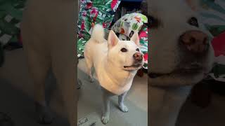 文句を言う #柴犬 #shibainu