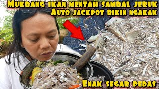 Download lagu EATING DELICIOUS LIVE FISH WITH RUJAK SEASONING WILL MAKE YOU LAUGH mp3 Download lagu EATING DELICIOUS LIVE FISH WITH RUJAK SEASONING WILL MAKE YOU LAUGH mp3