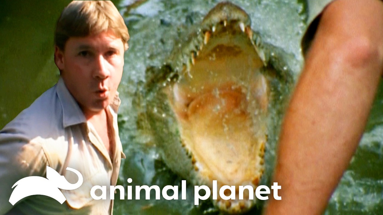 Graham the Croc Gets His Revenge! | The Crocodile Hunter | Animal Planet