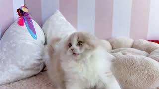 スコティッシュフォールドの動画01