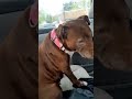 my gentle giant loves sharing jelly sticks 💕 #trendingpets #pitbullsofyoutube #dogsofdunkin 🍩🐾 - The Kanine Krew my gentle giant loves sharing jelly sticks 💕 #trendingpets #pitbullsofyoutube #dogsofdunkin 🍩🐾