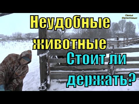 Убрали тёлку. Зима. Мышь в пылесосе./ Семья Фетистовых