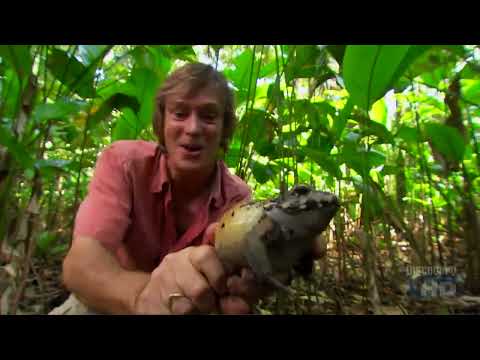 Austin Stevens - Snakemaster - Search for the Silent Fate - Part 1