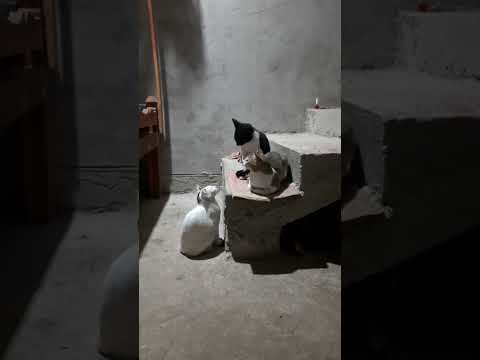 CAT'S WITH CHITU  is live