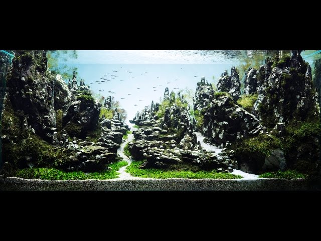 Beautiful Aquascape (The Art of the Planted Aquarium) eNCREST 90sec