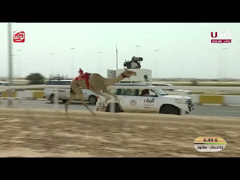  ش 16 (رشا) لـ هجن الشحانية 9:03:51 ، مهرجان ختامي الشحانية 2026/04/24 إيذاع