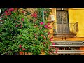 Video3 ️Flowers In Italy Beautiful Flower Bouquet Garden Daisy Orchids Rose