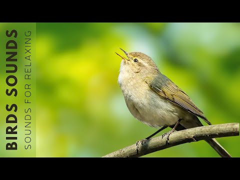 Birds In The Forest - Bird Sounds Heals Stress & Stop Anxiety, The World of Birds