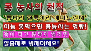 [텃밭농부 1,640]  콩의 천적 "톱다리 잘룩허리 개미노린재" 이놈을 못막으면 콩농사는 헛빵 #매주콩재배…