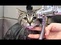 Two Adorable Stray Tabby Kittens Get Their First Bath