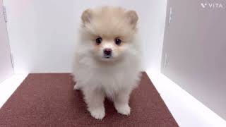 ポメラニアンの動画01