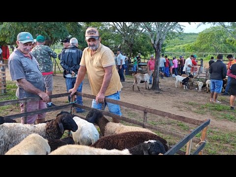 Feira de Animais, Riacho do Boi, Cumaru, Pernambuco, 29/04/2026