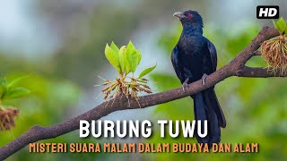 Download lagu Burung Tuwu: Misteri Suara Malam dalam Budaya dan Alam mp3