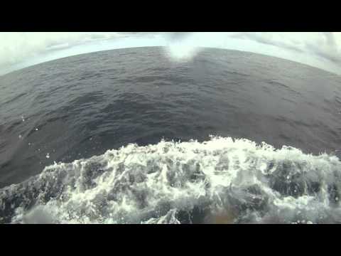 200-250 pound blue marlin Outta here Fishing Team. 7-21-2012