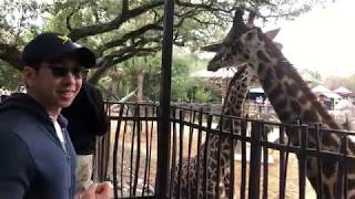 Giraffe Feeding at the Houston Zoo (February 17, 2019)