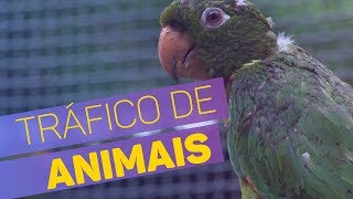 Miniatura do vídeo