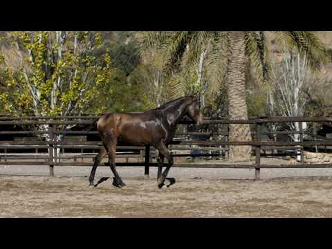 Reina DImoba Enero 2020