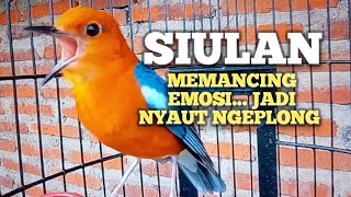Download lagu PANCINGAN ANIS MERAH agar EMOSI jadi NYAUT BUNYI GACOR ikut NGEPLONG ampuh buat terapi macet  mp3