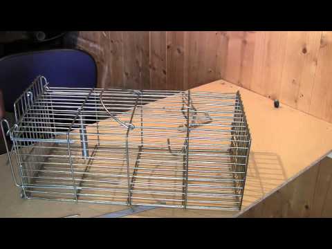 SQUIRREL TRAP : Modifying a  Rat Cage Trap for Squirrels