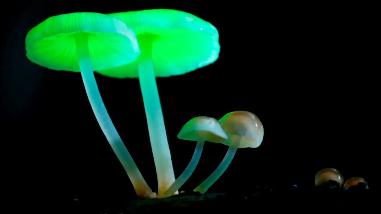 Почему светятся некоторые виды грибов?