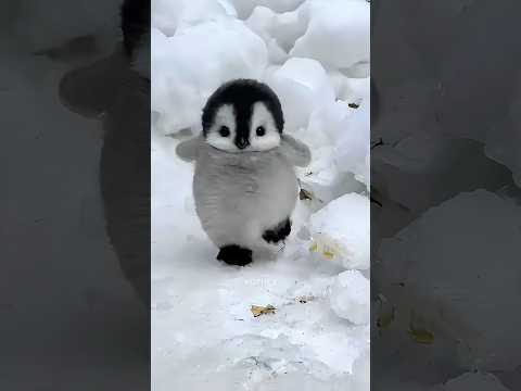 Don’t Touch Penguins