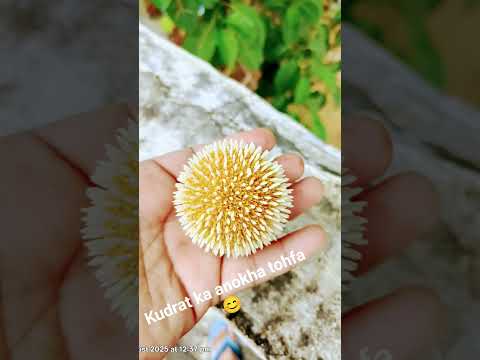 khubsurat tohfa kudrat ka.... #music #winter #kudrat #flowers # beauty