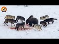 Most Ruthless Wolf Pack Encounters In The North American Wild Wild Animals