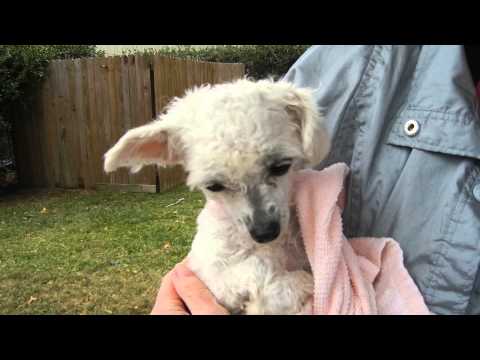 Lily Bug, an adopted Poodle in Houston, TX_image-1