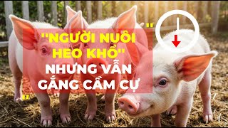Người Nuôi Heo Khổ Nhung Vẫn Cố Gắng Cầm Cự