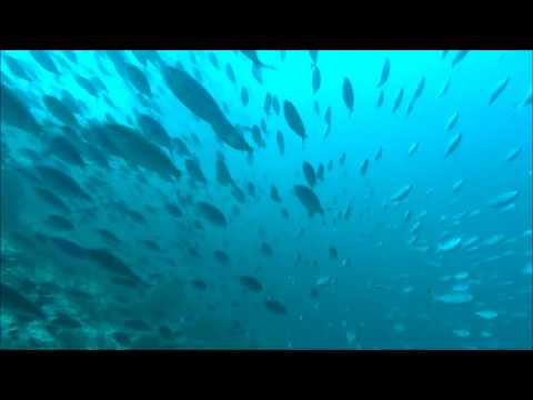 Swarm Fishes