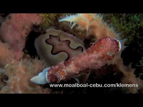 Tauchen in Moalboal, Moalboal/BlueAbyssDiveShop,Philippinen