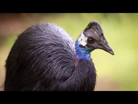 Camera trap video: “New camera trap footage of Dwarf Cassowaries in Papua New Guinea”