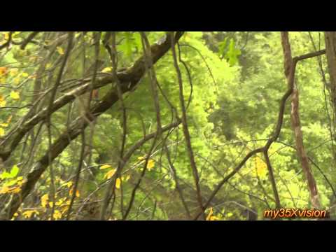 The Day of Flying Herons Egrets Kingfisher catching Fish ~ Fix "yt:stretch=16:9"
