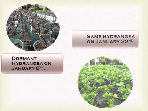 1-22-12 Currans Florists & Greenhouses Danvers, MA