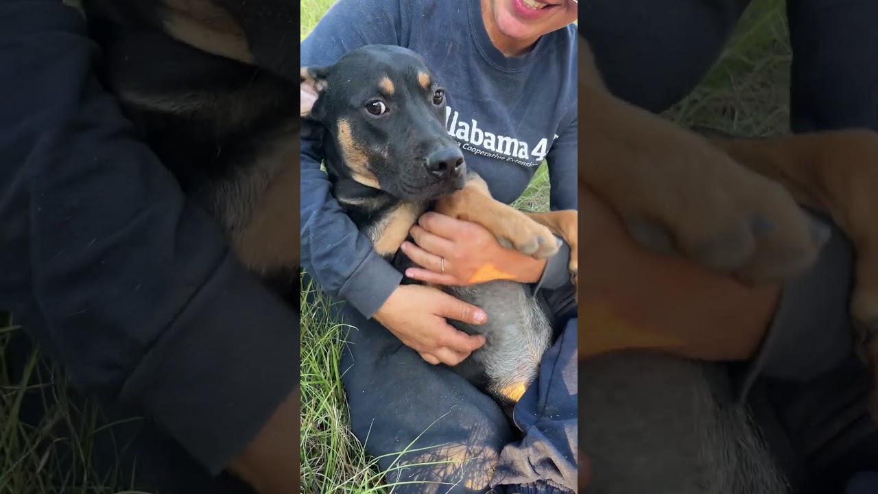 Enlarge Bones, a Adoptable mixed breed in Fairfax, VA video 2/6