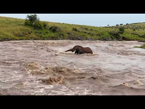Elephant bull is no match for this river’s strong currents