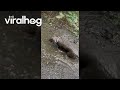 Chocolate Lab Goes Mud Snorkeling || ViralHog