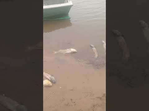 Puerto Gaboto Santa Fe Pesca y caza furtiva indiscriminada.