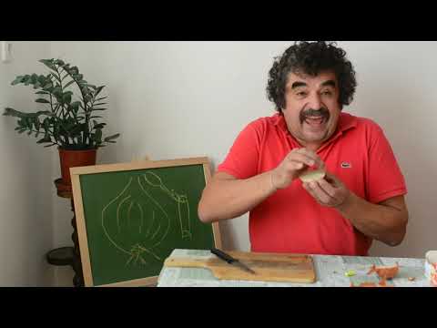 Botanikus a konyhában: a vöröshagyma