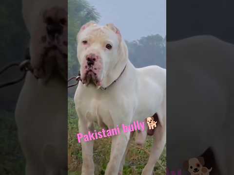 Pakistani bully🐕🐕#Dog #gulzar #viral #ytshort #tranding #reels #youtube #youtubeshorts #status#pets