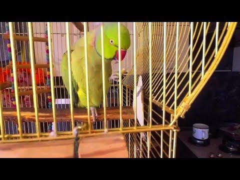 Злой Попугай Григорий/Angry Parrot Gregory