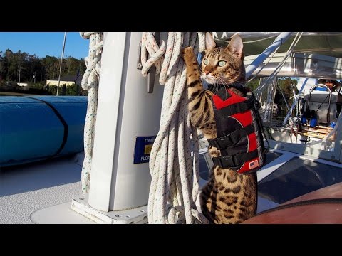 Cooper The Sailing Cat Travels Around America