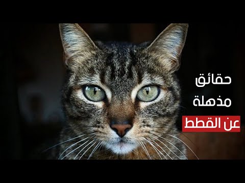 10 حقائق مذهلة عن القطط ستتعجب منها بالتأكيد !