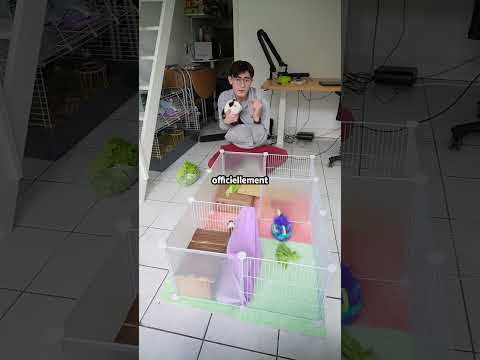 J'ai acheté un parkour pour mon cochon d'inde