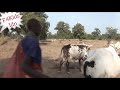 WaaaaaaW Sapi AFRIKA Dengan Tanduk Terpanjang Di Dunia