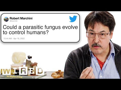 Mykolog odpowiada na pytania dotyczące grzybów z Twittera 🍄 | Wsparcie techniczne | PRZEWODOWY